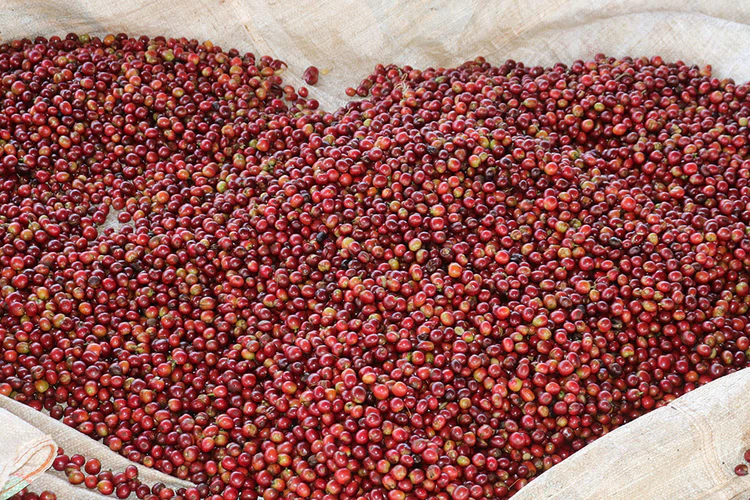 Kenya Peaberry Coffee
